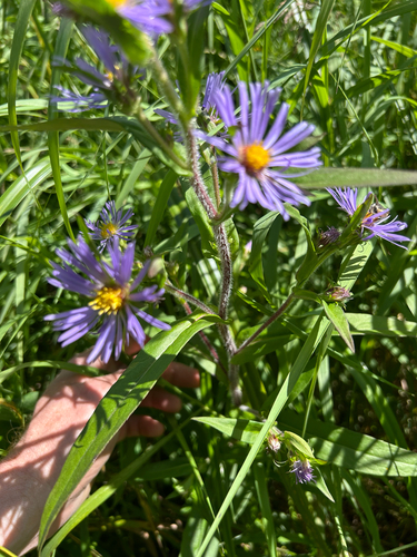 common swamp aster