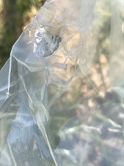 Lomographa semiclarata