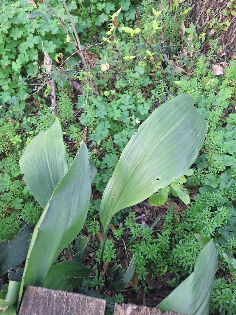 Cây lưỡi mèo – Aspidistra elatior