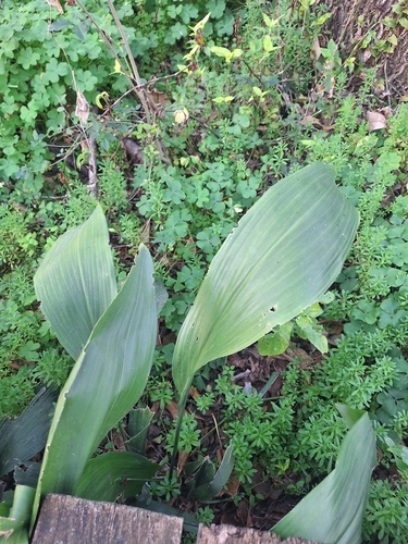 Aspidistra elatior