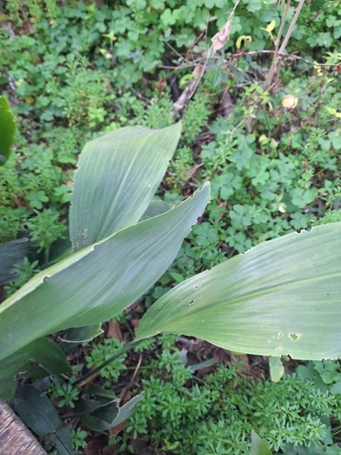 Aspidistra elatior