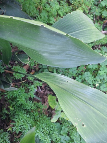 Aspidistra elatior