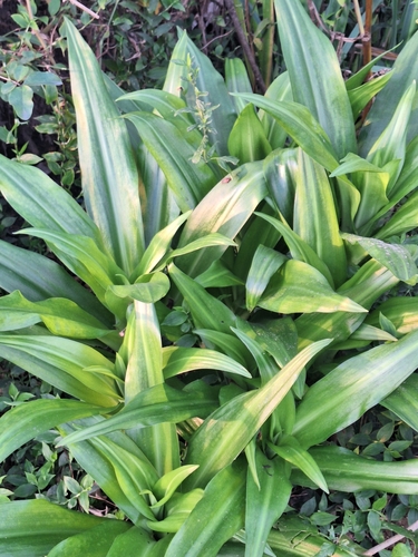 Crinum moorei