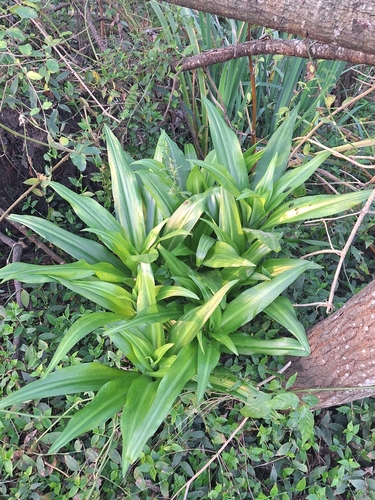 Crinum moorei