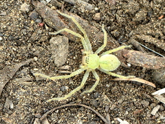 Neosparassus salacius