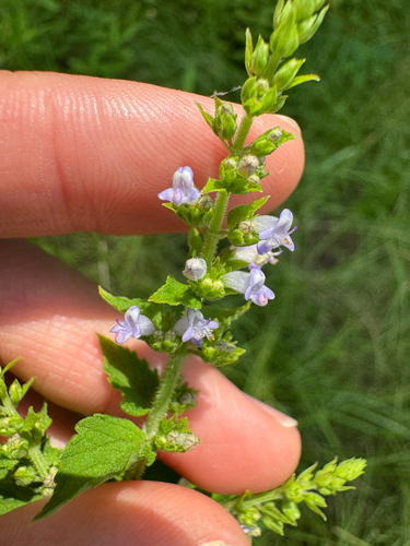 Tropical Bushmint
