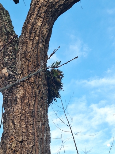 Pleopeltis pleopeltifolia, photograph 3