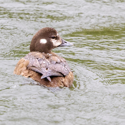 Harlequin Duck