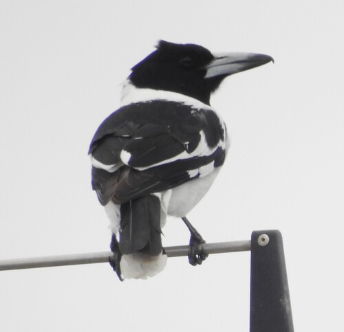 Pied Butcherbird