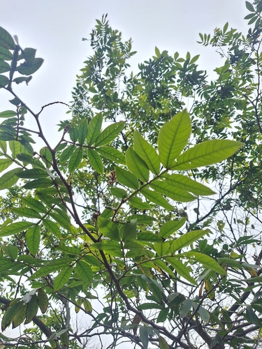 Inga uraguensis, 2026-07-28
