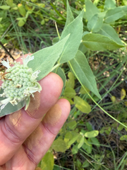 Pycnanthemum californicum, photograph author not stated, no rights reserved