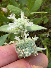 Pycnanthemum californicum, photograph author not stated, no rights reserved