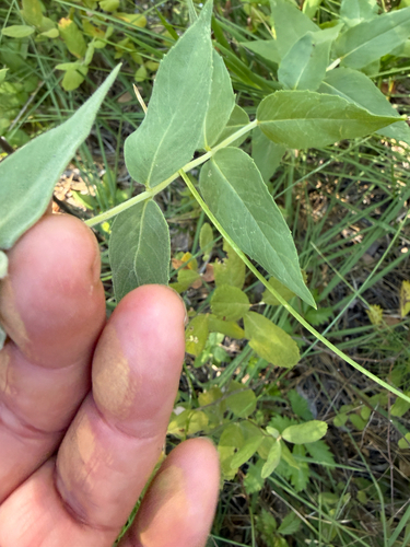 Pycnanthemum californicum, photograph 6
