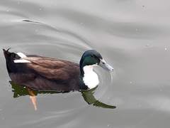 Anas platyrhynchos domesticus