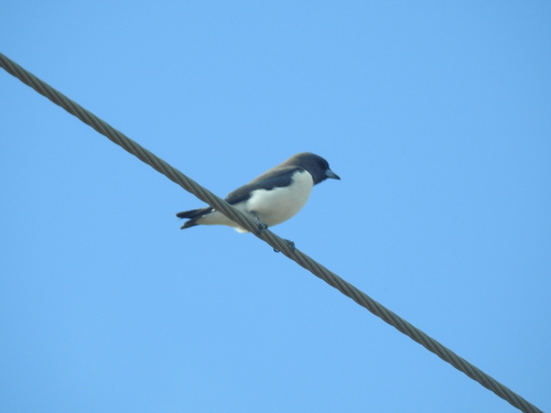 White-breasted Woodswallow