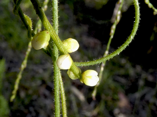 Cassytha filiformis