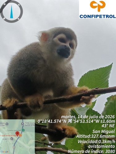 Mystery Animal