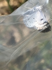 Lomographa semiclarata