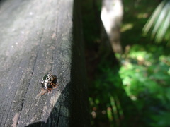 Calligrapha confluens