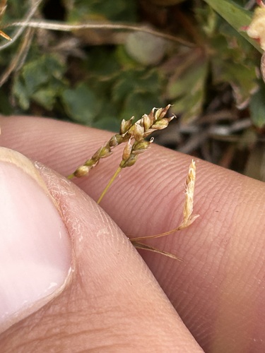 Carex capillaris, photograph 3