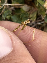 Carex capillaris, photograph (c) Curtis Drake, some rights reserved (CC BY)