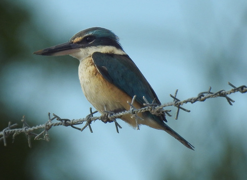Sacred Kingfisher