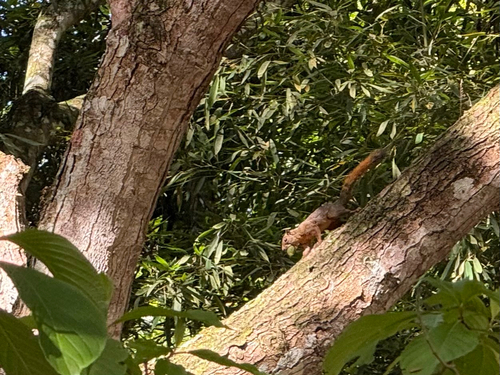 Mystery Animal