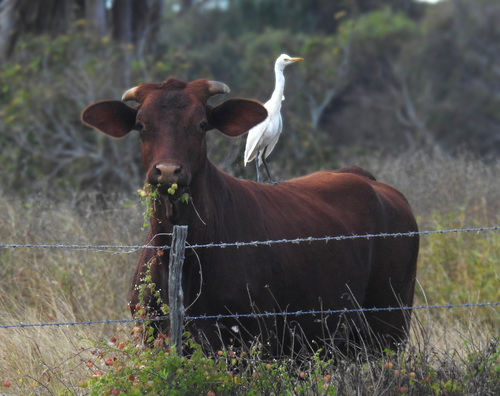 Eastern Cattle-Egret