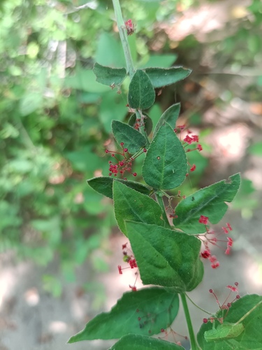 Crossopetalum uragoga (Crossopetalum uragoga)