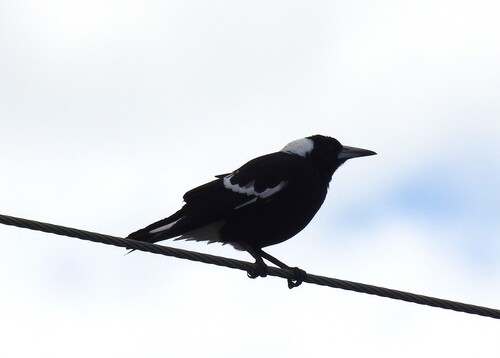 Australian Magpie