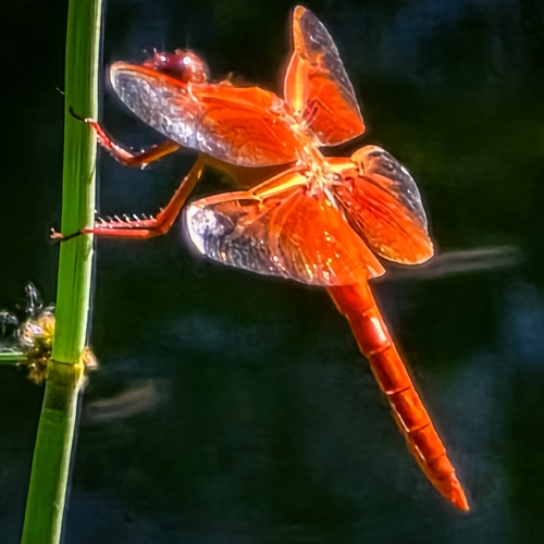 iNaturalist observation photo of Flame Skimmer