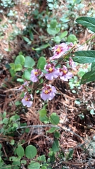 Tolumnia scandens