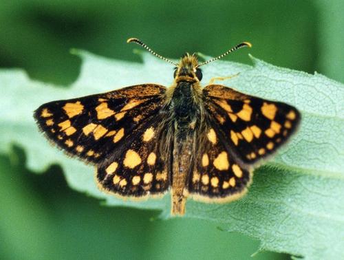 Arctic Skipper