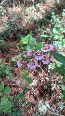 Tolumnia scandens, photograph Mario Guzmán, CC BY, iNaturalist via GBIF