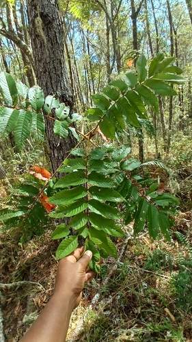 West Indian sumac (Brunellia comocladiifolia)