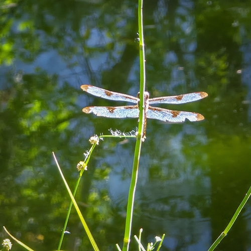 iNaturalist observation photo of Twelve-spotted Skimmer