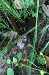 Dasymutilla quadriguttata