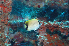 Chaetodon sedentarius