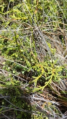 Juniperus gracilior, photograph (c) Mario Guzmán, some rights reserved (CC BY)