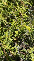 Juniperus gracilior, photograph (c) Mario Guzmán, some rights reserved (CC BY)