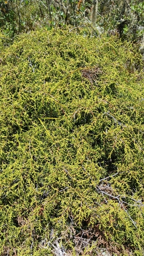Juniperus gracilior, photograph 3