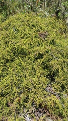 Juniperus gracilior, photograph (c) Mario Guzmán, some rights reserved (CC BY)