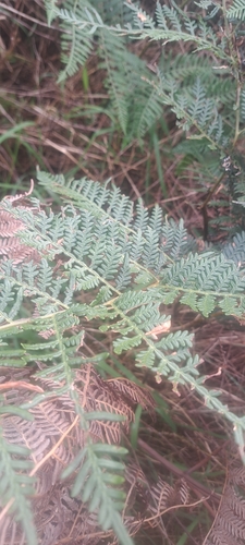 Austral Bracken