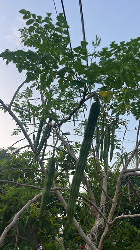 Moringa tree
