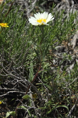 Layia glandulosa
