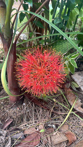 Bloodlily