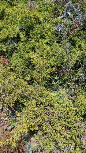 Juniperus gracilior, photograph 4