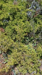 Juniperus gracilior, photograph (c) Mario Guzmán, some rights reserved (CC BY)