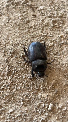 Aloeus Ox Beetle