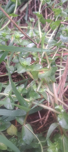 scarlet pimpernel